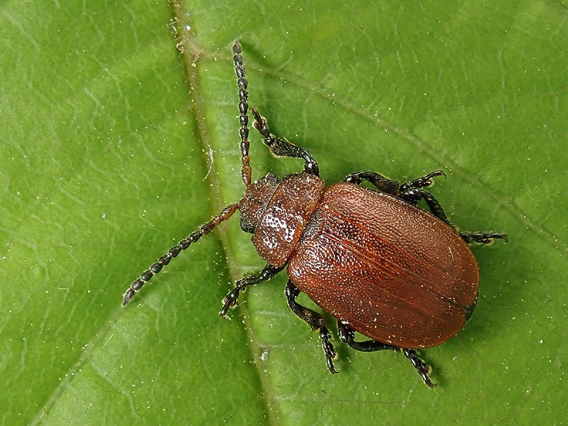 Chrysomelidae: Lochmaea? No, Galeruca (Emarhopa) rufa